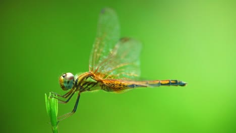 Close-up-of-a-dragonfly,-standing-on-a-tiny-plant-leaf-while-on-green-blurred-background