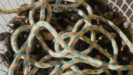 Ropes-together-with-mussels-in-a-basket-of-a-boat