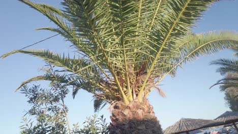 Palm-Trees-In-The-Mediterranean-Coast-In-Chania,-Crete-Island,-Greece