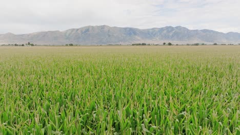 Corn-Field-in-Northern-Utah-4K