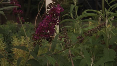 Bee-pollenates-purple-foxglove-flower-in-the-evening-spring-light-of-Illinois