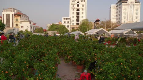Toma-Estática-De-Personas-Recogiendo-Naranjas-Frescas-De-Los-árboles-En-Lang-Son,-Vietnam