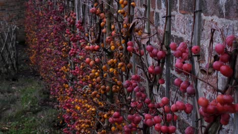 Beautiful-English-secret-garden-with-ripe-crab-apples-growing-on-trellis-against-an-old,-red-brick-wall-in-the-rural-countryside