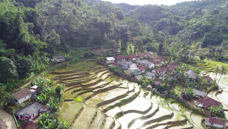 drone-shot,-rural-area-and-rice-fields-on-the-edge-of-a-tropical-forest