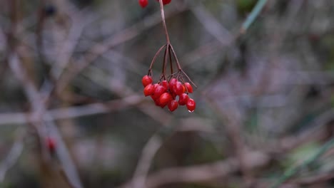 Bunch-of-tiny-red-seed-berries-hanging-from-a-branch-in-a-woodland-forest-in-nature-with-water-drops-on-them-on-a-cold-Winters-day