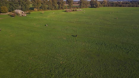 Brown-horse-grazing-in-meadow