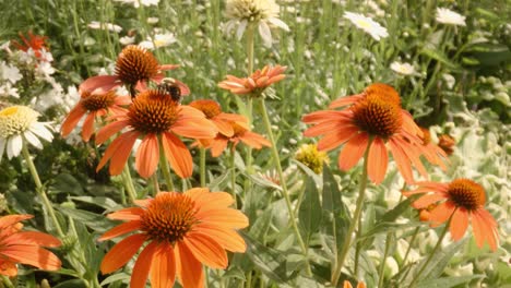 Filmische-Bewegung-über-Bienen,-Die-An-Einem-Sonnigen-Frühlingstag-Orangefarbene-Helenien-Bestäuben