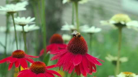 90-Grad-kardanische-Bewegung-Um-Biene-Auf-Roten-Heleniumblumen,-Die-Während-Der-Frühlingszeit-In-Einem-Illinois-Garten-Bestäuben
