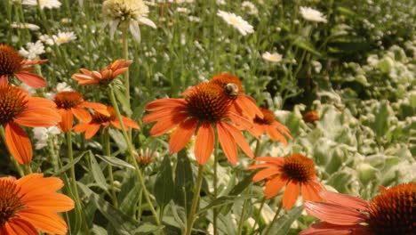 Filmische-Bewegung-über-Bienen,-Die-Im-Frühjahr-Orangefarbene-Heleniumblüten-Bestäuben-Und-Umfliegen