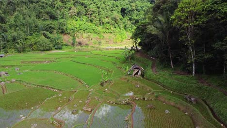 drone-shot,-green-rice-field-area-that-stretches