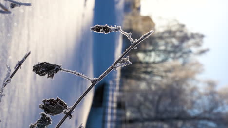 Frozen-branch-leaves-on-cold-sunny-winter-day,-close-up-vertical-video