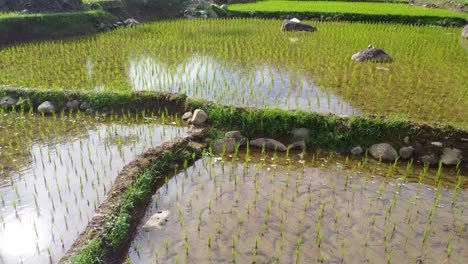 Drohnenschuss-Nach-Der-Weite-Der-Reisfelder