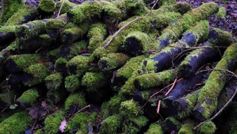 Pile-of-logs-in-a-woodland-forest,-damp-and-wet-in-Winter,-covered-in-green-moss-and-algae