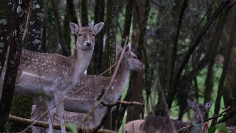 Herd-of-cautious-brown-and-white-spotted-deer-with-ears-up-hiding-amongst-trees-in-woodland-forest-park