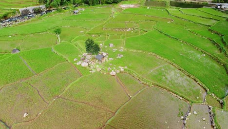 Drohne-Schoss-Auf-Die-Spitze,-Weite-Grüne-Reisfelder-Während-Des-Tages