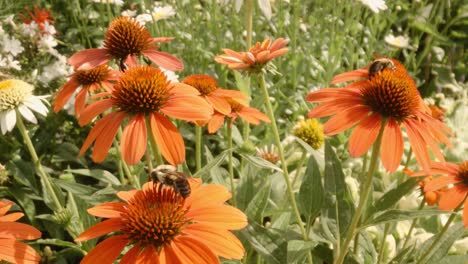 Two-Bees-flying-around-and-pollenating-orange-heleniums-in-spring