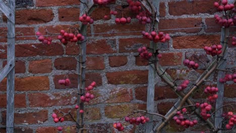 Small-red-and-ripe-crab-apple-tree-and-fruit-on-trellis-against-a-beautiful-brick-wall-in-secret-English-countryside-garden