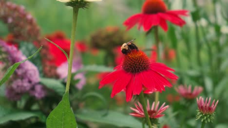 Biene-Fliegt-Auf-Roten-Heleniumblüten-Herum,-Die-Während-Der-Frühlingszeit-In-Einem-Garten-In-Illinois-Bestäuben