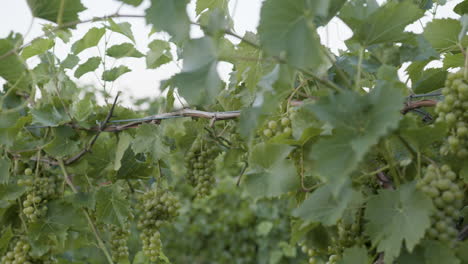 Vineyard-green-grape-clusters-slow-motion
