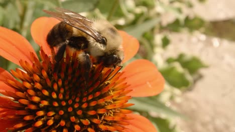 Extreme-Nahaufnahme-Einer-Biene,-Die-Im-Frühjahr-Eine-Orangefarbene-Heleniumblüte-Bestäubt