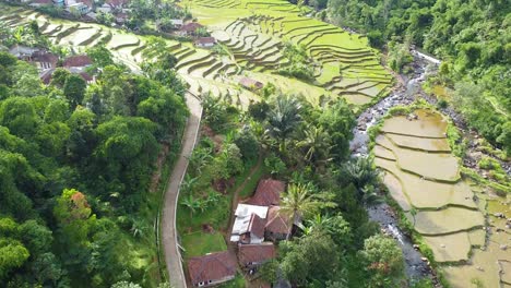 drone-shot,-rice-field-area-on-the-edge-of-a-tropical-forest