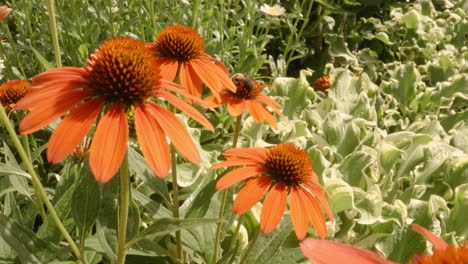 Cinematic-move-toward-from-Bee-pollenating-orange-helenium-in-spring