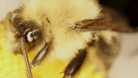 Extreme-close-up-of-bee-head-and-legs,-sitting-on-a-white-daisy