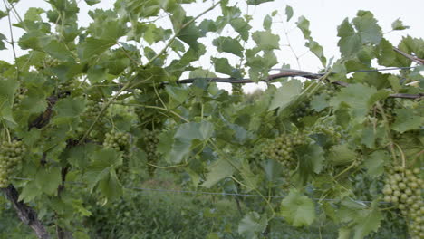 Weinrebe-Und-Zweige-Grüne-Traubentrauben