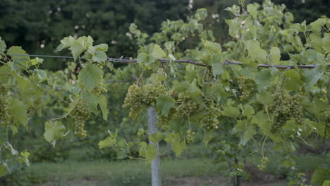 wide-shot-of-grape-clusters-in-a-vineyard