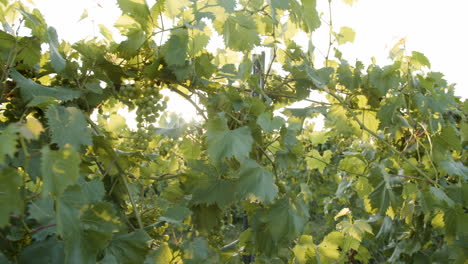 close-ups-in-vineyard-at-dusk