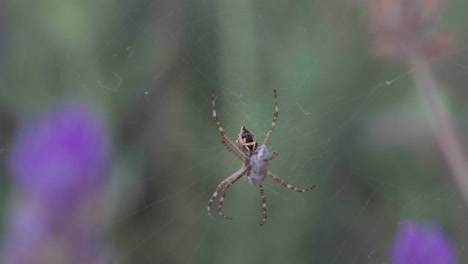 Close-up-of-a-silver-Argiope-spider-sitting-on-the-web-with-prey,-and-lavender-flowers-in-the-background