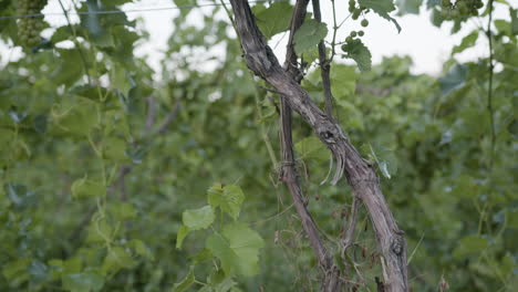vineyard-vine-footage-in-a-green-vineyard