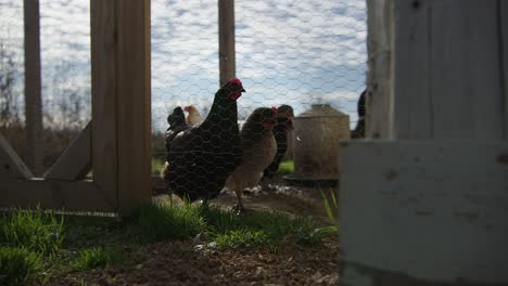 Hens-Inside-Of-Chicken-Coop-On-Hobby-Farm-Wide