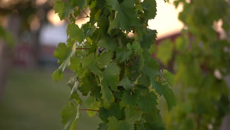 Vineyard-footage-slow-motion-with-green-grape-clusters