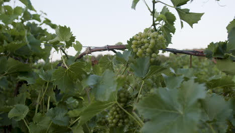 slow-motion-footage-of-grape-clusters-in-a-vineyard-with-vines-and-branches