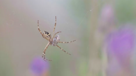 Close-up-of-a-silver-Argiope-spider-sitting-on-the-web-with-prey-against-a-blurry-background