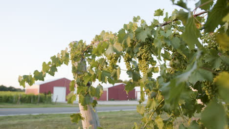 vine-with-grapes-in-a-vineyard-in-the-evening