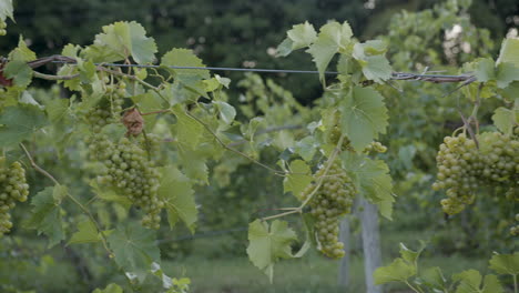 beautiful-footage-of-grape-clusters-in-a-green-vineyard-in-slow-motion-on-a-sony-a7iii-mirrorless-camera