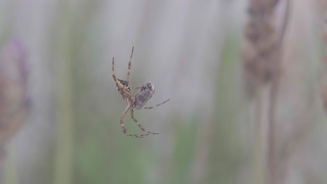 Nahaufnahme-Einer-Silbernen-Argiope-Spinne,-Die-Mit-Beute-Zwischen-Lavendelpflanzen-Auf-Dem-Netz-Sitzt
