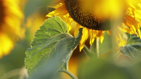 Makro-Einer-Sonnenblume-Auf-Blühenden-Feldern-Im-Frühling