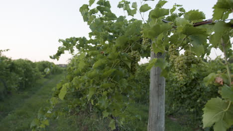 slomo-vineyard-footage-60fps-with-green-grape-clusters