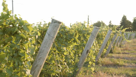 vineyard-establishing-shot-of-grapevines