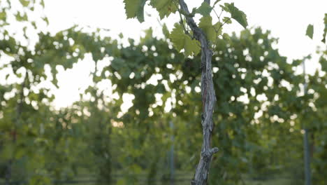 medium-shot-of-grapevines-in-a-vineyard-with-green-grape-clusters