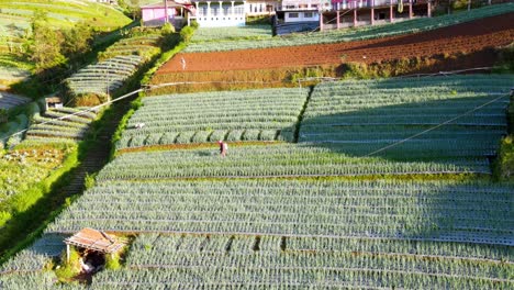 Aerial-view-of-farmer-working-on-plantation-field-spraying-fertilizer-on-plants-and-seed-in-Indonesia