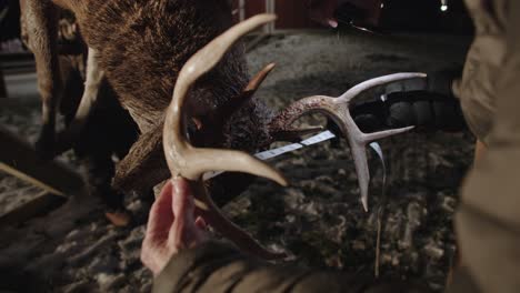 Measuring-White-Tailed-Deer-Buck-Antlers