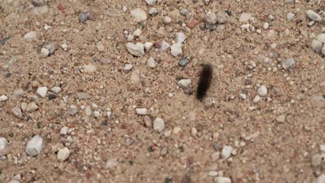 Hairy-caterpillar-crawls-on-the-gravel