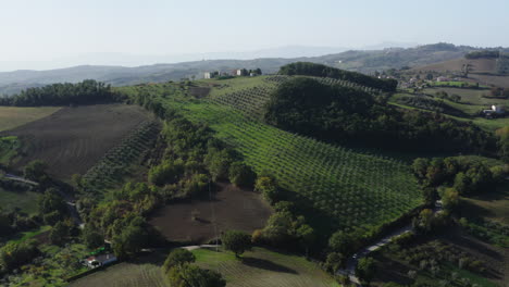 Aerial-orbiting-shot-of-olive-plantation-on-a-hill-near-Fossalto-town-in-Molise-region-in-Italy,-4K
