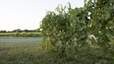 nature-beautiful-green-vineyard-of-grapevines-with-establishing-shots-of-green-grapes