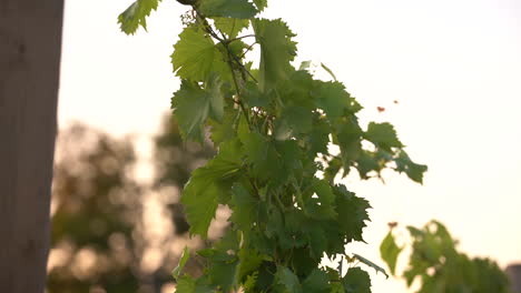 Vineyard-vine-yard-grape-clusters-clusters-of-green-grapes