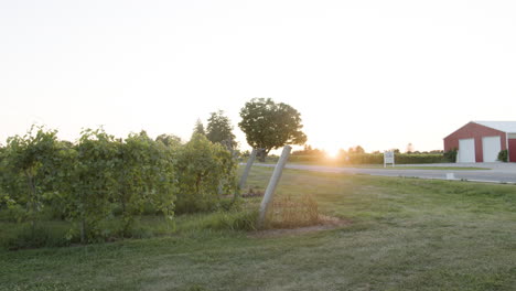 establishing-shot-of-a-vineyard-with-grapevines-and-green-grape-clusters